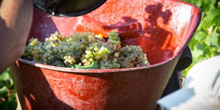 En Vallée du Rhône, les vendanges ont commencé
