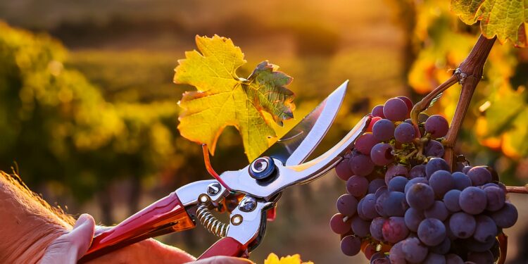 Vendanges mi-figue mi-raisin pour la Fédération des Vignerons Indépendants de Vaucluse