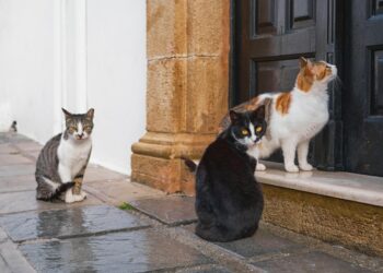 Chats errants : un appel à projets pour soutenir l’action des communes et des EPCI