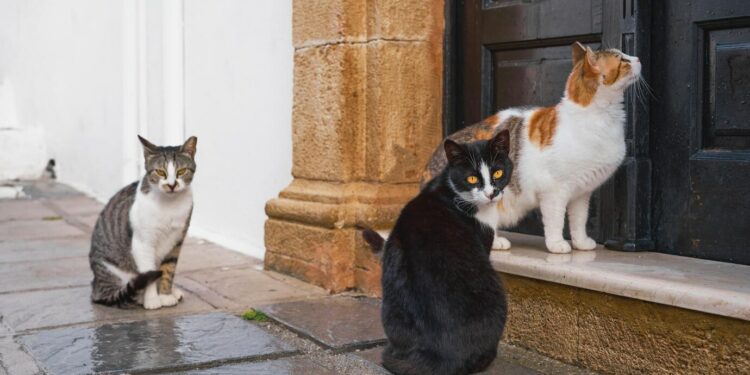 Chats errants : un appel à projets pour soutenir l’action des communes et des EPCI