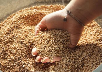 À Cadenet, la Bastide du Laval valorise tous ses déchets oléicoles