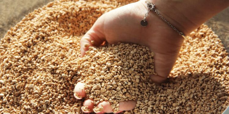 À Cadenet, la Bastide du Laval valorise tous ses déchets oléicoles