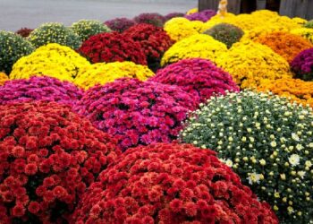 Vente de chrysanthèmes à Carpentras : ce qu’il faut savoir