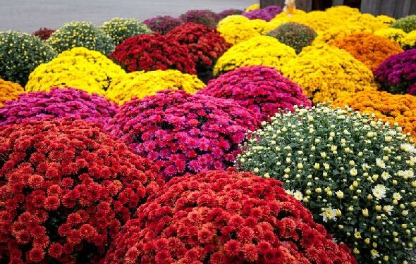 Vente de chrysanthèmes à Carpentras : ce qu’il faut savoir