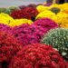 Vente de chrysanthèmes à Carpentras : ce qu’il faut savoir
