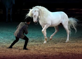 Parc des expos d’Avignon, la 39e édition de Cheval passion aura lieu du 15 au 19 janvier 2025