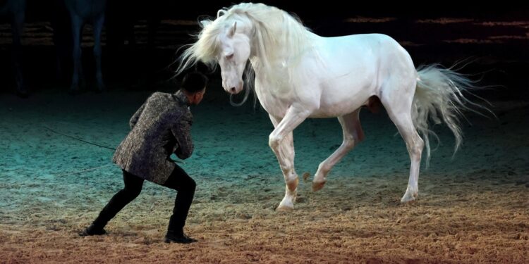 Parc des expos d’Avignon, la 39e édition de Cheval passion aura lieu du 15 au 19 janvier 2025
