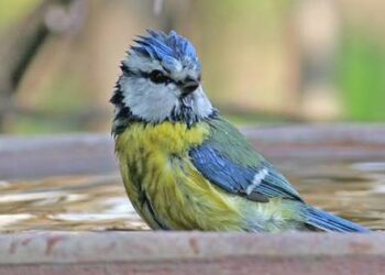 Le Parc du Luberon et la LPO PACA recensent les oiseaux à Puget