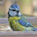 Le Parc du Luberon et la LPO PACA recensent les oiseaux à Puget