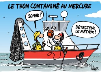 Le thon contaminé au mercure vu par Wingz pour l’Echo du Mardi
