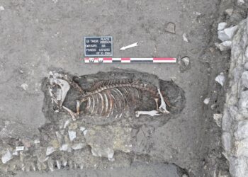 Des vestiges carolingiens découverts au cœur du Thor sur un chantier de Grand Delta Habitat