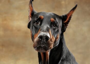 Parc des expos d’Avignon, Exposition canine internationale les 23 et 24 novembre