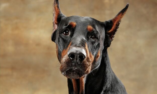 Parc des expos d’Avignon, Exposition canine internationale les 23 et 24 novembre