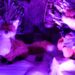 Le Pontet, Château de fargues, Exposition d’automates de Noël