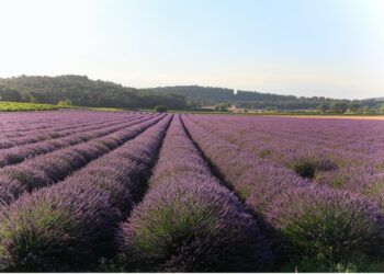 Bienvenue en Provence, l’association qui met en lumière le territoire en mutualisant les sites touristiques