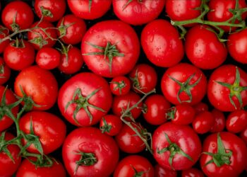 Planification écologique : l’Avignonnais Sonito récompensé par la Région Sud