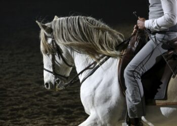 Cheval Passion : le barreau d’Avignon fait sa rentrée au grand galop