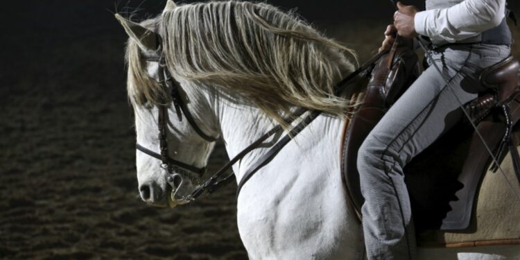 Cheval Passion : le barreau d’Avignon fait sa rentrée au grand galop