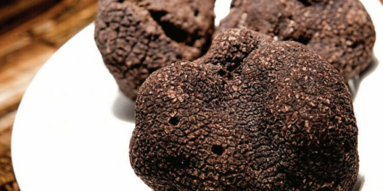 Les Halles d’Avignon fêtent la truffe