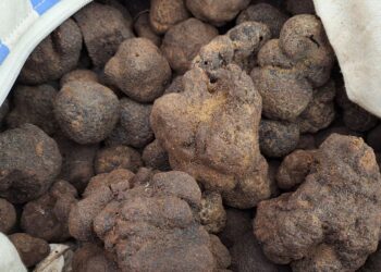 Les Halles d’Avignon ramènent leur truffe : le diamant noir en vedette Place Pie