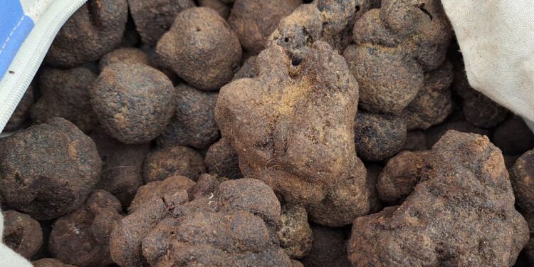 Les Halles d’Avignon ramènent leur truffe : le diamant noir en vedette Place Pie