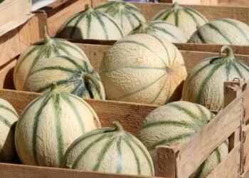 IGP : Cavaillon prend le melon