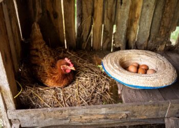 Vaison Ventoux : 500 poules destinées à l’abattoir ont trouvé un nouveau foyer