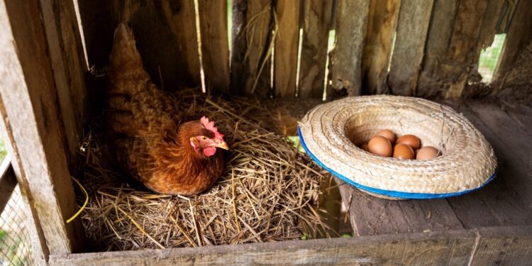 Vaison Ventoux : 500 poules destinées à l’abattoir ont trouvé un nouveau foyer