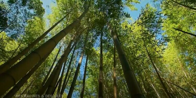 (Vidéo) Bambouseraie des Cévennes, un merveilleux et exotique jardin botanique