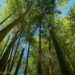 (Vidéo) Bambouseraie des Cévennes, un merveilleux et exotique jardin botanique