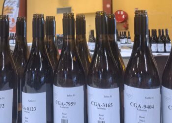 Vers la finale du Concours Général de Paris : les vins de Vaucluse sélectionnés pour une visibilité internationale