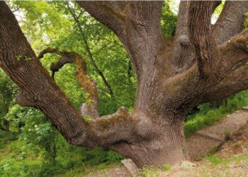 La Tour d’Aigues : Ciné-débat sur les ‘Arbres et forêts remarquables’