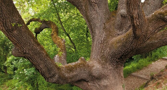 La Tour d’Aigues : Ciné-débat sur les ‘Arbres et forêts remarquables’