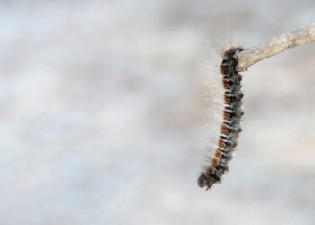 Les chenilles processionnaires sont déjà de retour en Provence-Alpes-Côte d’Azur