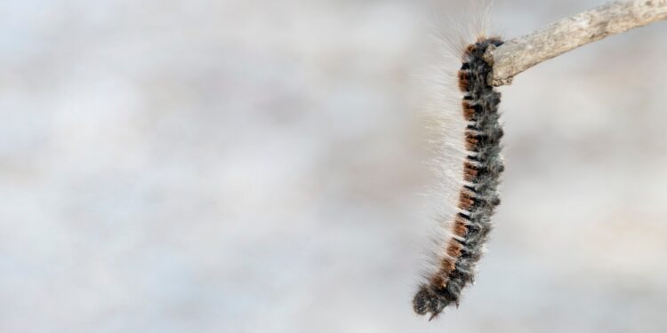 Les chenilles processionnaires sont déjà de retour en Provence-Alpes-Côte d’Azur