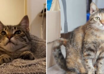 L’archipel, association de sauvetage d’animaux, ‘Ici, l’on mise sur la bonté et l’intelligence partagée’