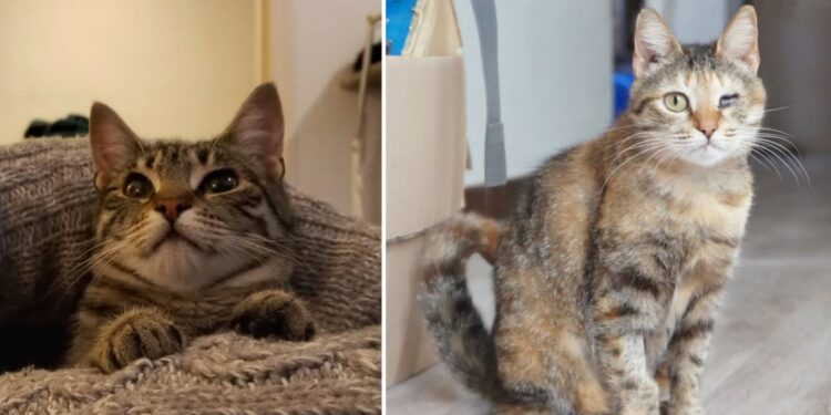 L’archipel, association de sauvetage d’animaux, ‘Ici, l’on mise sur la bonté et l’intelligence partagée’