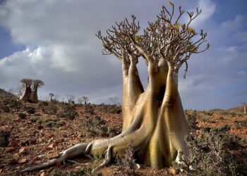 Conférence : une odyssée végétale à l’Université d’Avignon