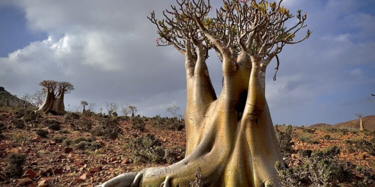 Conférence : une odyssée végétale à l’Université d’Avignon