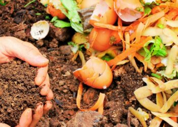 Distribution gratuite de compost à Vaison-la-Romaine