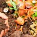 Distribution gratuite de compost à Vaison-la-Romaine