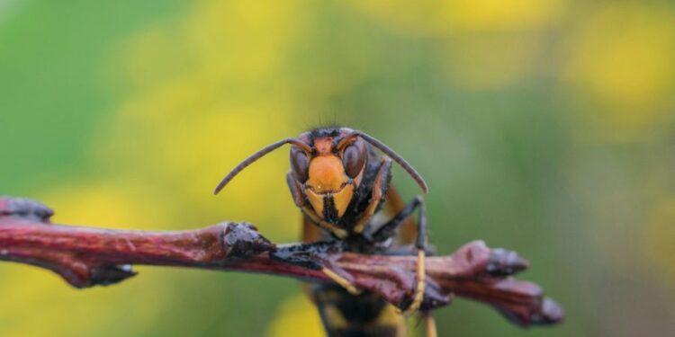 Monteux : distribution gratuite de pièges pour lutter contre le frelon asiatique