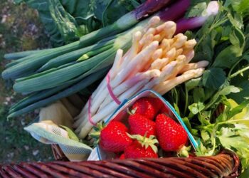 Les marchés du soir des producteurs de Vaucluse font leur retour