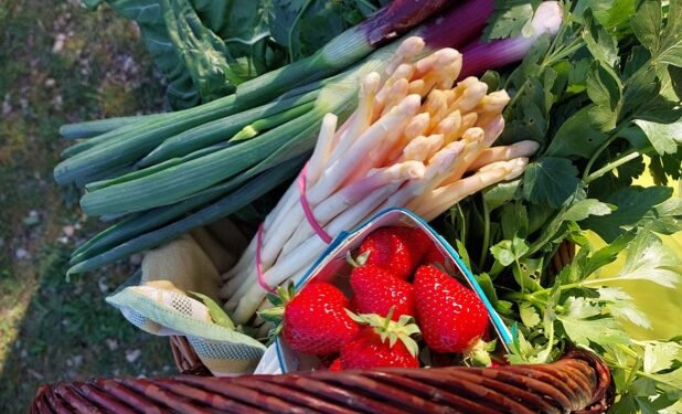 Les marchés du soir des producteurs de Vaucluse font leur retour