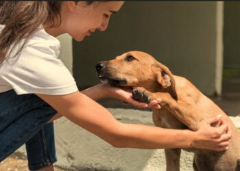 SPA Vauclusienne, un loto pour récolter des fonds et sauver 900 pensionnaires