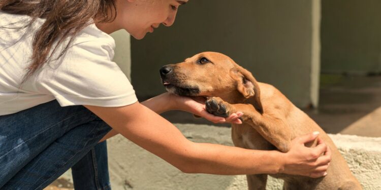 SPA Vauclusienne, un loto pour récolter des fonds et sauver 900 pensionnaires