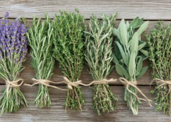 Le scandale des herbes de Provence 