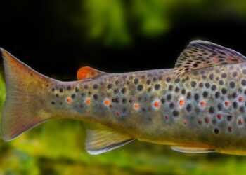 Conférence : le stress des poissons vu par les scientifiques 