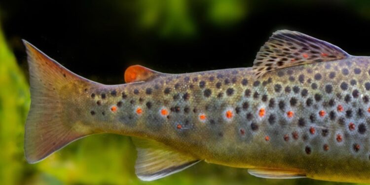 Conférence : le stress des poissons vu par les scientifiques