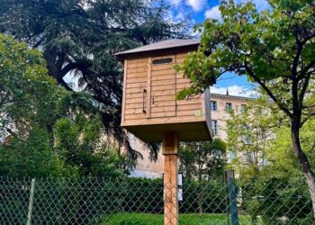 Pigeonniers contraceptifs à Apt : quel bilan après 6 mois ?